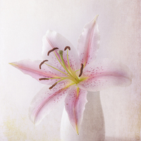 Buy canvas prints of Stargazer Lily by Fine art by Rina