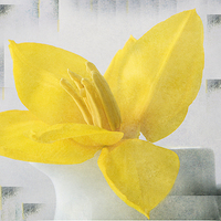 Buy canvas prints of Lemon Tulip by Fine art by Rina