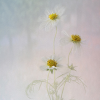 Buy canvas prints of  Pretty Cosmos by Fine art by Rina