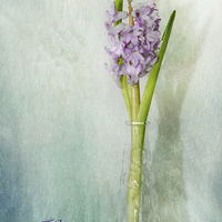 Buy canvas prints of  Hyacinth by Fine art by Rina