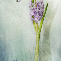 Buy canvas prints of  Hyacinth (1a)  by Fine art by Rina
