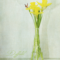Buy canvas prints of  Daffodil by Fine art by Rina