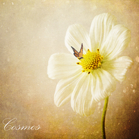 Buy canvas prints of  by 
