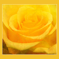 Buy canvas prints of  Crackling Rose by Fine art by Rina