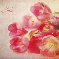 Buy canvas prints of  Tulips by Fine art by Rina