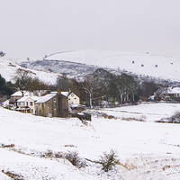Buy canvas prints of  Snowy Wardle by Fine art by Rina