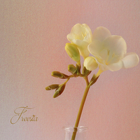 Buy canvas prints of  Freesia by Fine art by Rina