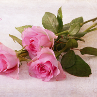Buy canvas prints of  Roses by Fine art by Rina
