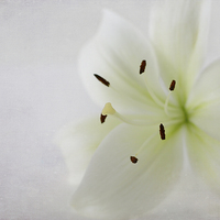 Buy canvas prints of  Lily by Fine art by Rina