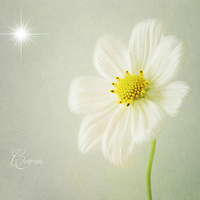 Buy canvas prints of Cosmos by Fine art by Rina