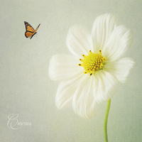 Buy canvas prints of  Cosmos by Fine art by Rina