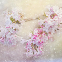 Buy canvas prints of  Blossom in the snow by Fine art by Rina