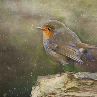 Buy canvas prints of  Robin Red Breast by Fine art by Rina