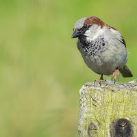 Buy canvas prints of  House Sparrow by Fine art by Rina