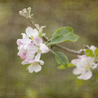 Buy canvas prints of  Spring Delight by Fine art by Rina