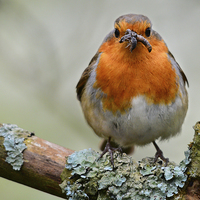Buy canvas prints of  Chubby Robin by Fine art by Rina
