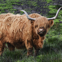 Buy canvas prints of  Highland cattle by Fine art by Rina