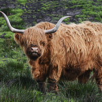 Buy canvas prints of  Highland cattle by Fine art by Rina