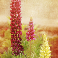 Buy canvas prints of  Lupins by Fine art by Rina