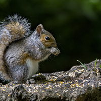 Buy canvas prints of Squirrel  by Fine art by Rina