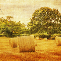 Buy canvas prints of  A day in the countryside by Fine art by Rina