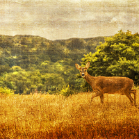 Buy canvas prints of  Deer in the wild by Fine art by Rina