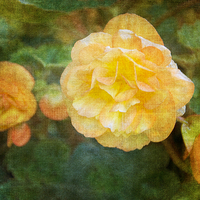 Buy canvas prints of  Yellow Begonia by Fine art by Rina