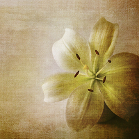 Buy canvas prints of  Textured white lily by Fine art by Rina