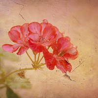 Buy canvas prints of  Geranium by Fine art by Rina