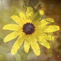 Buy canvas prints of  Daisy by Fine art by Rina