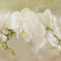 Buy canvas prints of  White Orchids by Fine art by Rina