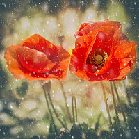 Buy canvas prints of Winter Poppies by Fine art by Rina