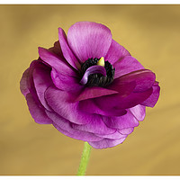 Buy canvas prints of Anemone by Fine art by Rina