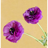 Buy canvas prints of Anemone by Fine art by Rina