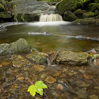 Buy canvas prints of Leaf on Stream by peter jeffreys