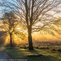 Buy canvas prints of Sunrise Through The Trees by Frank Goodall