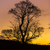 Buy canvas prints of Tree at sunrise by Frank Goodall