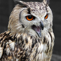Buy canvas prints of European Eagle Owl by Kevin Warner