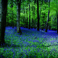 Buy canvas prints of Bluebell Wood, Devon. by Maggie McCall