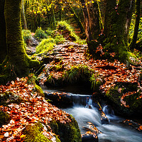 Buy canvas prints of Golitha Falls, Cornwall by Maggie McCall
