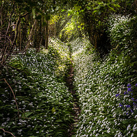 Buy canvas prints of  Wild Garlic footpath Townlake, Devon, England. by Maggie McCall