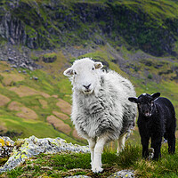 Buy canvas prints of Herdwick Sheep and Lamb by Maggie McCall