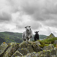 Buy canvas prints of Herdwick Sheep and Lamb by Maggie McCall