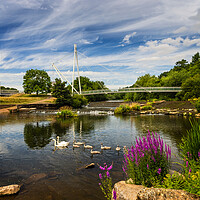 Buy canvas prints of A Swan family at Millers Crossing Bridge, Exeter by Maggie McCall
