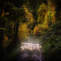 Buy canvas prints of Droving sheep to new pasture along the Tamar Valle by Maggie McCall