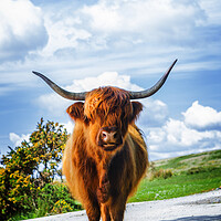Buy canvas prints of Highland Cow Dartmoor by Maggie McCall