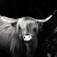 Buy canvas prints of Highland Cow Dartmoor by Maggie McCall