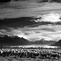 Buy canvas prints of Merinos at Lake Wakatipu in Monochrome. by Maggie McCall