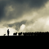 Buy canvas prints of Shepherding in Devon 2 by Maggie McCall