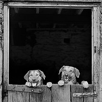 Buy canvas prints of Dogs looking over stable door in Monochrome by Maggie McCall